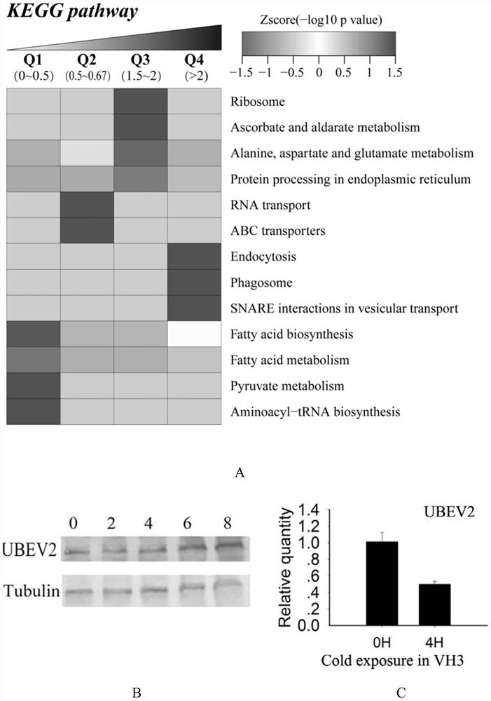 Use of ube2 inhibitors as food cryopreservatives