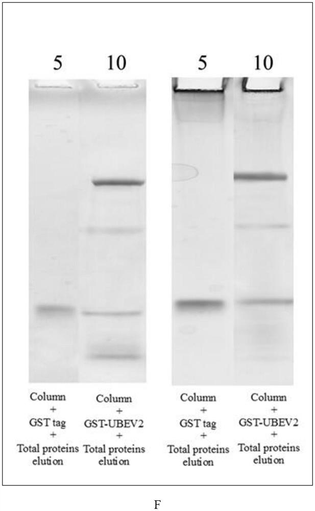 Use of ube2 inhibitors as food cryopreservatives