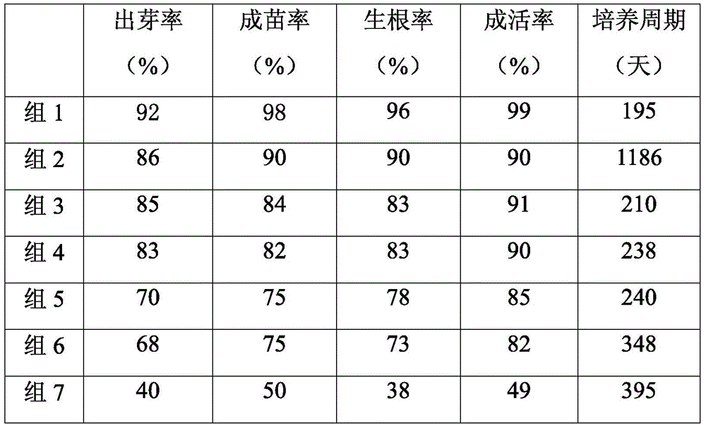 A kind of rapid propagation method of Dendrobium fringe seed tissue culture