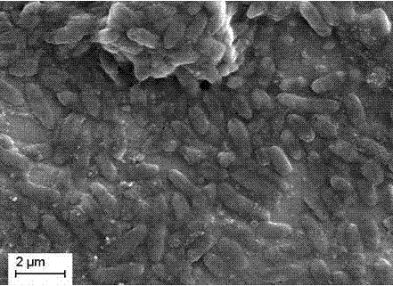 Soybean protein composite polymer micro-gel-based radical antioxidant and preparation method thereof