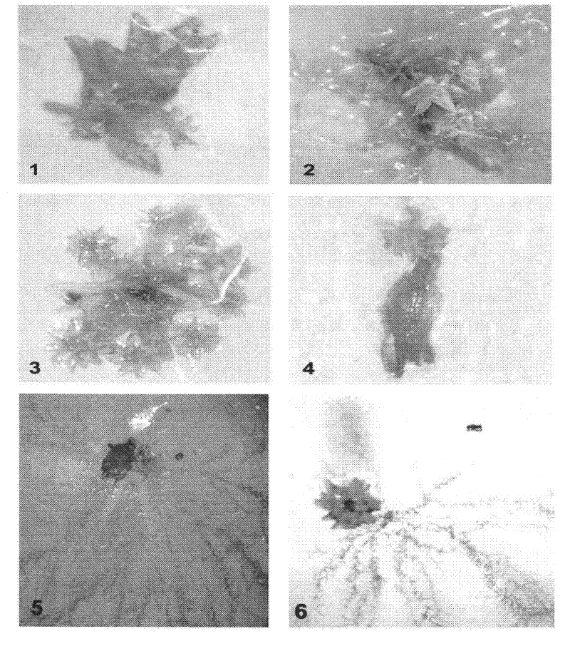 A method for establishing a single-plant cloning system of Erythrodonticus through asexual reproduction