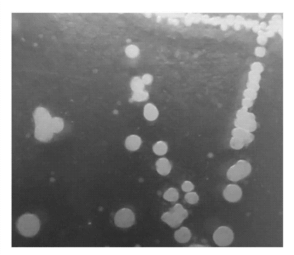 Death bacillus vallismortis for producing spore laccase and application of death bacillus vallismortis