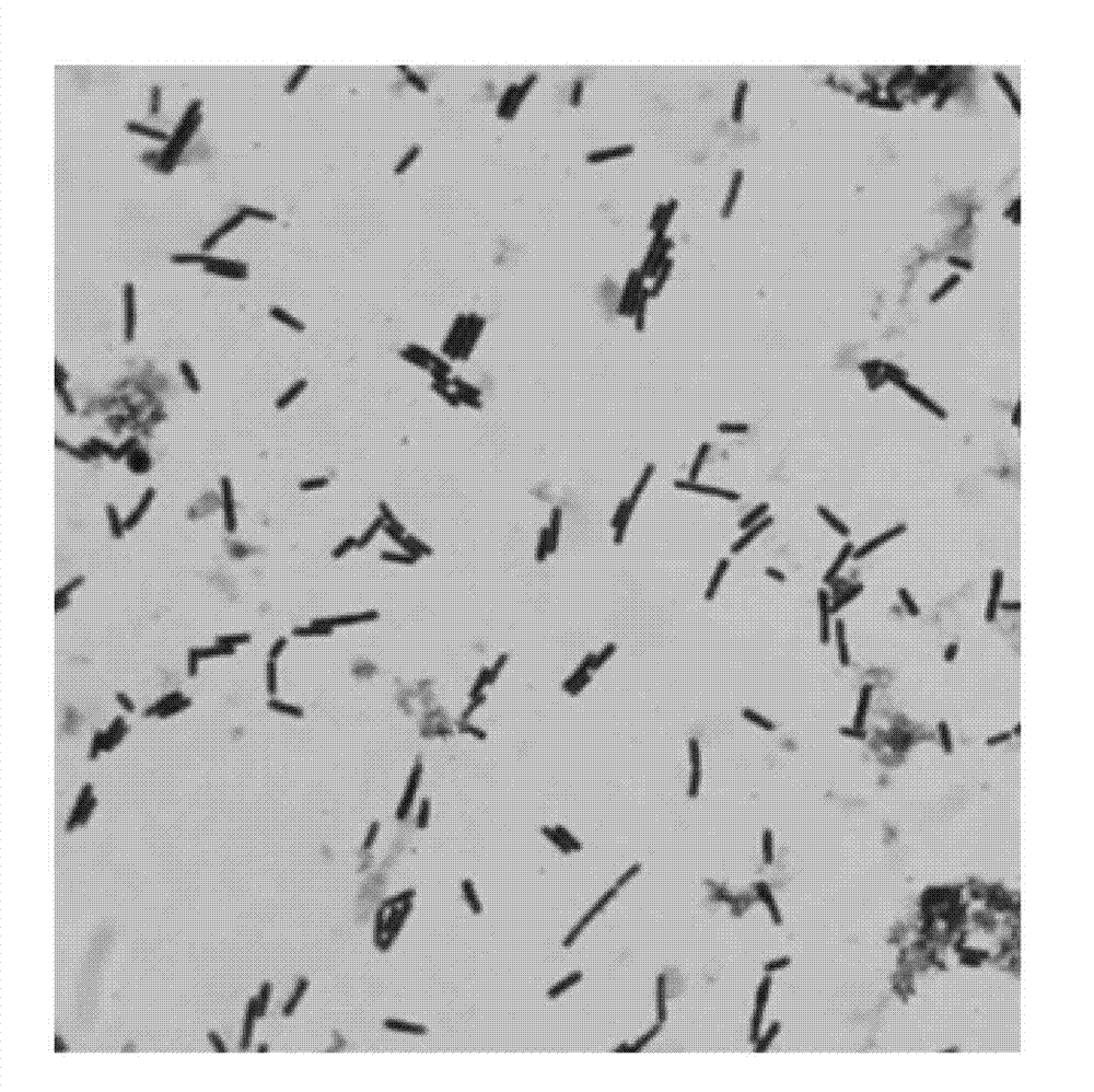 Death bacillus vallismortis for producing spore laccase and application of death bacillus vallismortis