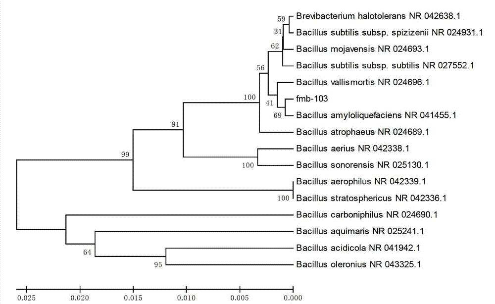 Death bacillus vallismortis for producing spore laccase and application of death bacillus vallismortis