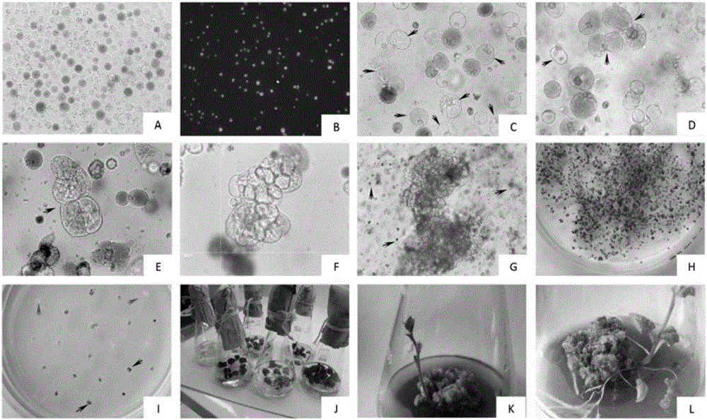 Method and special culture medium for efficiently separating, converting and regenerating potato protoplast