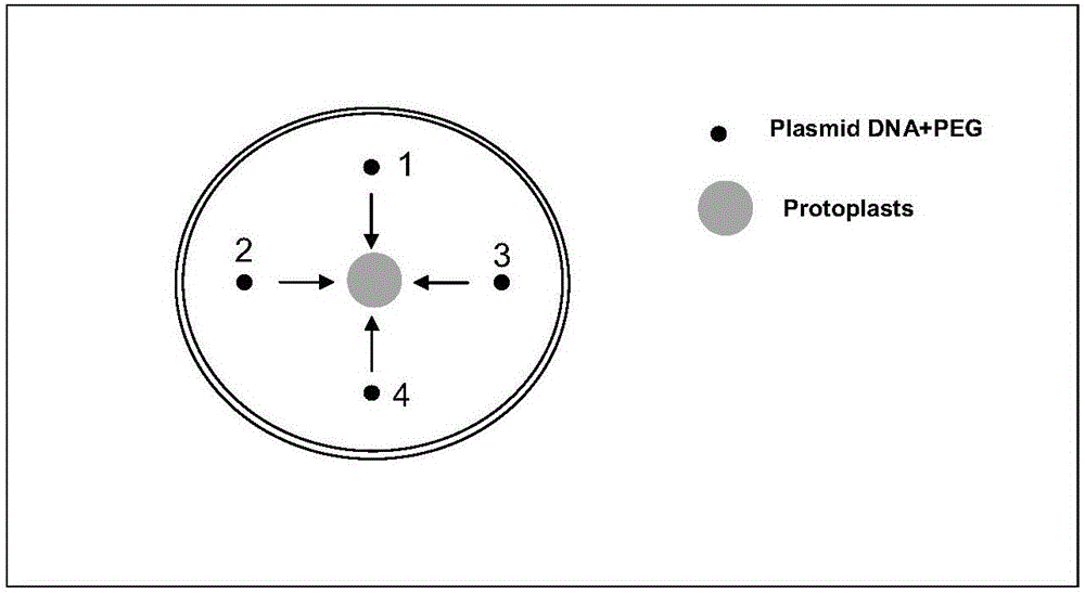 Method and special culture medium for efficiently separating, converting and regenerating potato protoplast