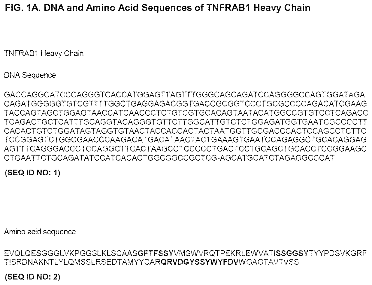 Antagonistic anti-tumor necrosis factor receptor 2 antibodies