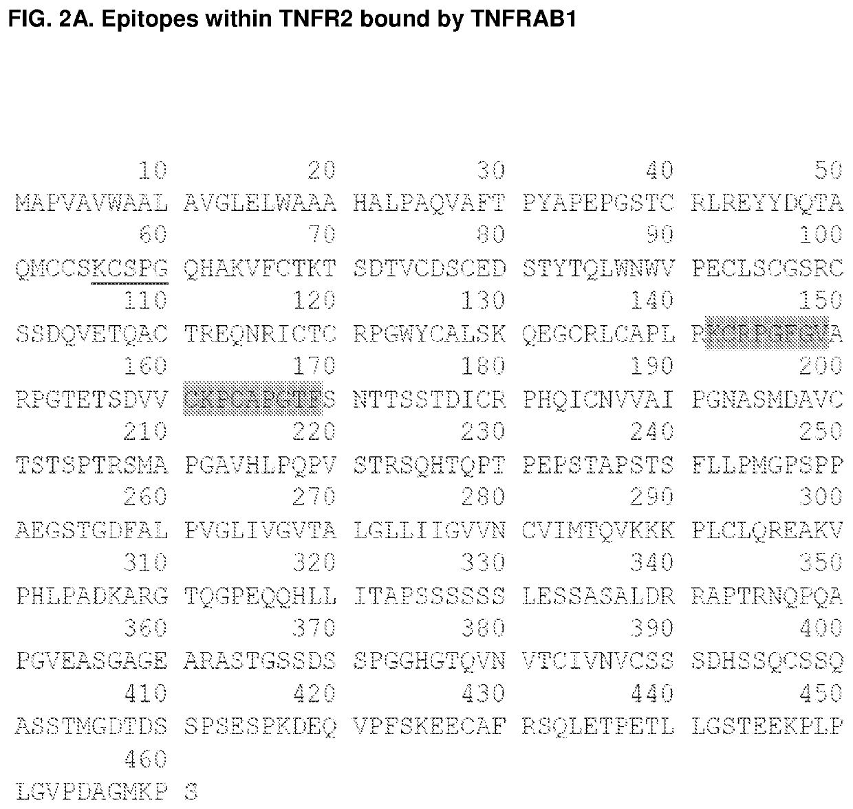 Antagonistic anti-tumor necrosis factor receptor 2 antibodies