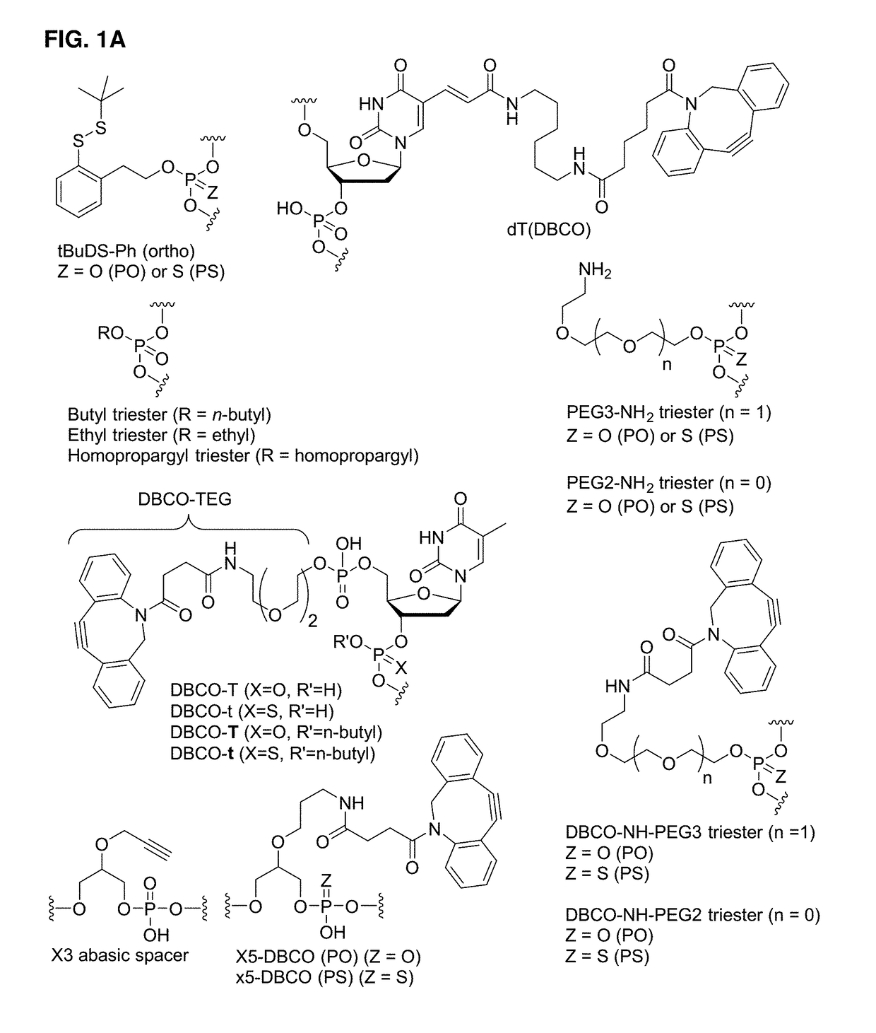 Immunomodulating polynucleotides, antibody conjugates thereof, and methods of their use