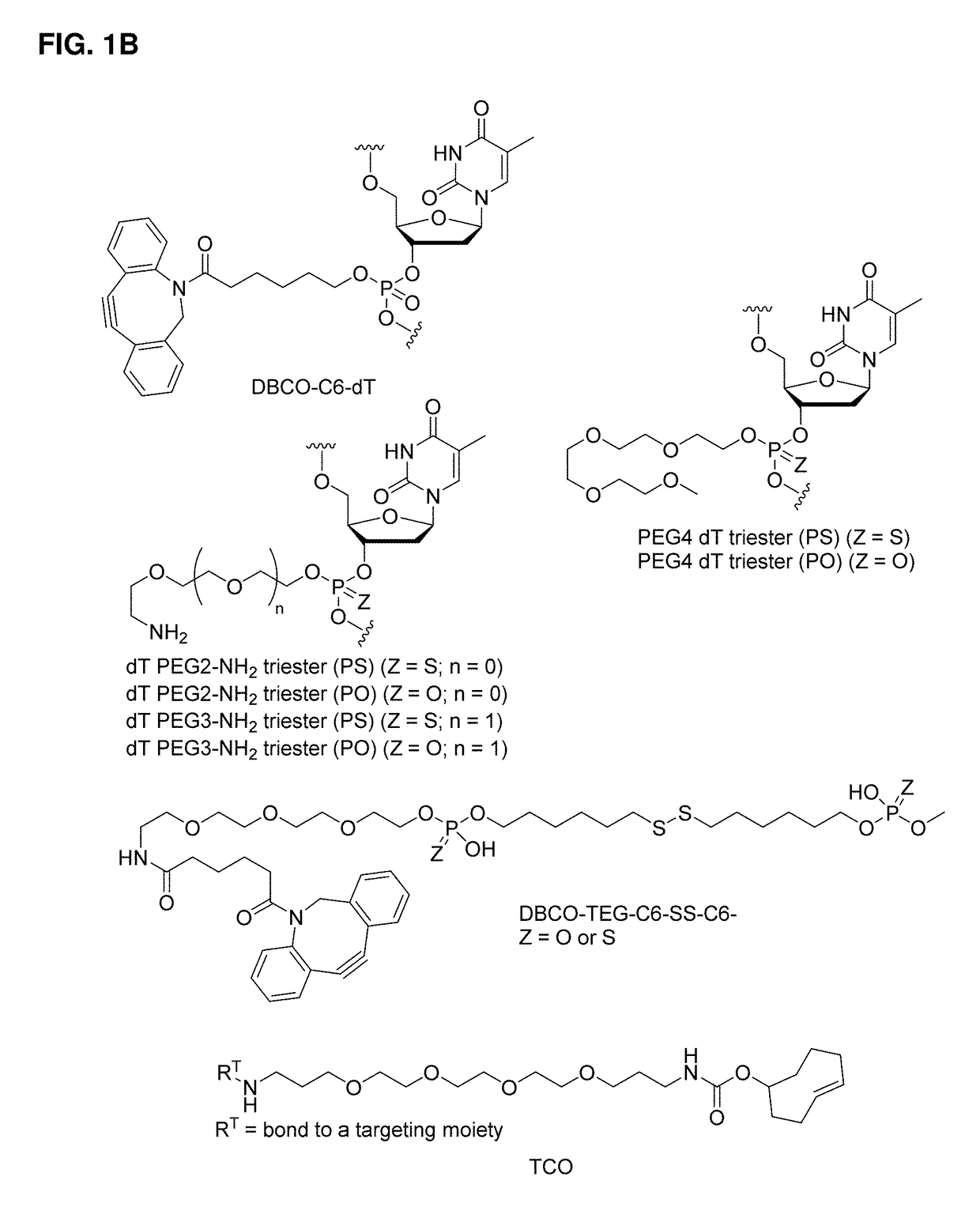 Immunomodulating polynucleotides, antibody conjugates thereof, and methods of their use