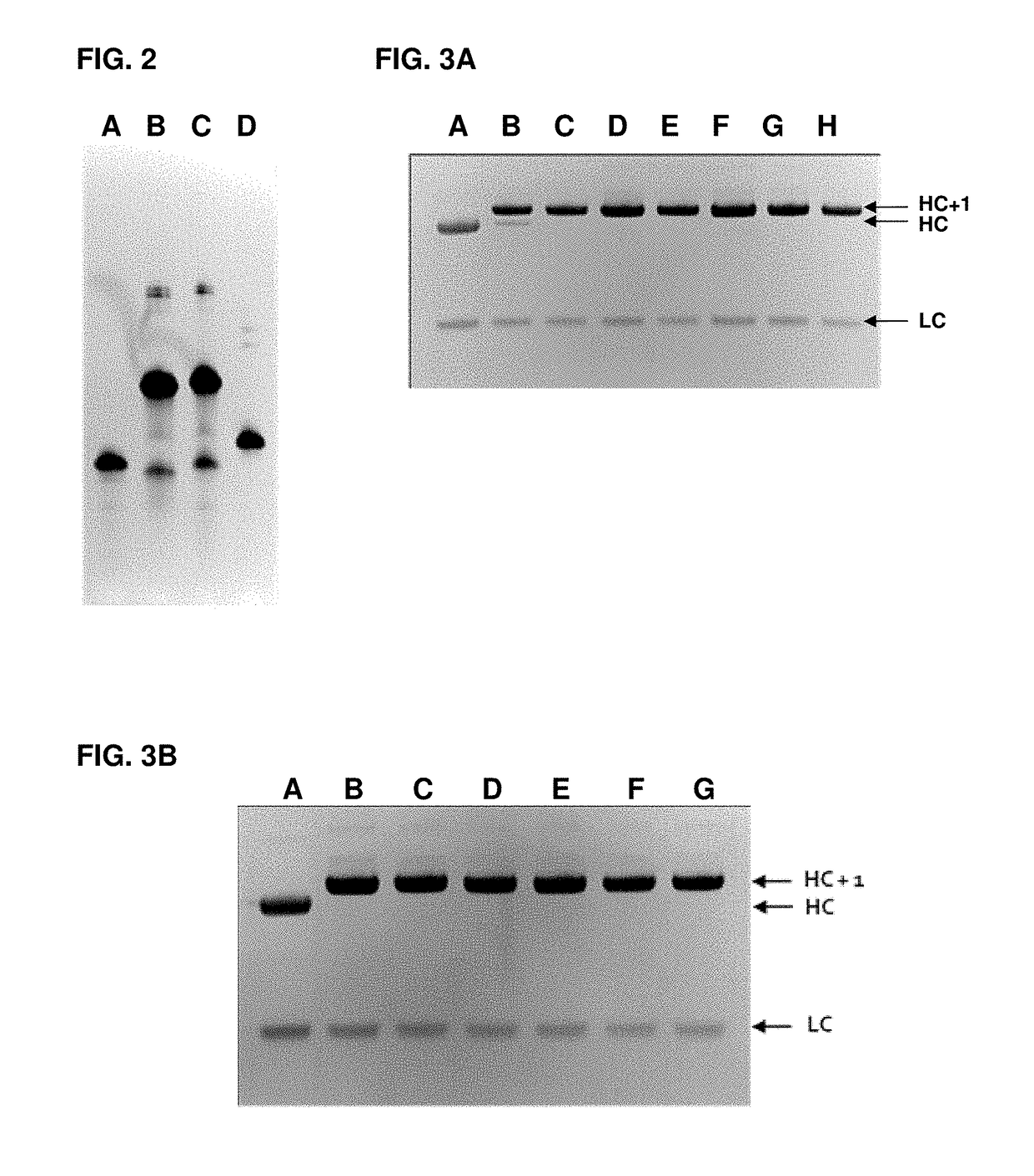 Immunomodulating polynucleotides, antibody conjugates thereof, and methods of their use