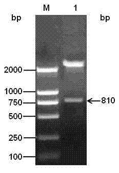 Porcine alpha-interferon gene with efficient expression and high antiviral activity and application of expression protein thereof