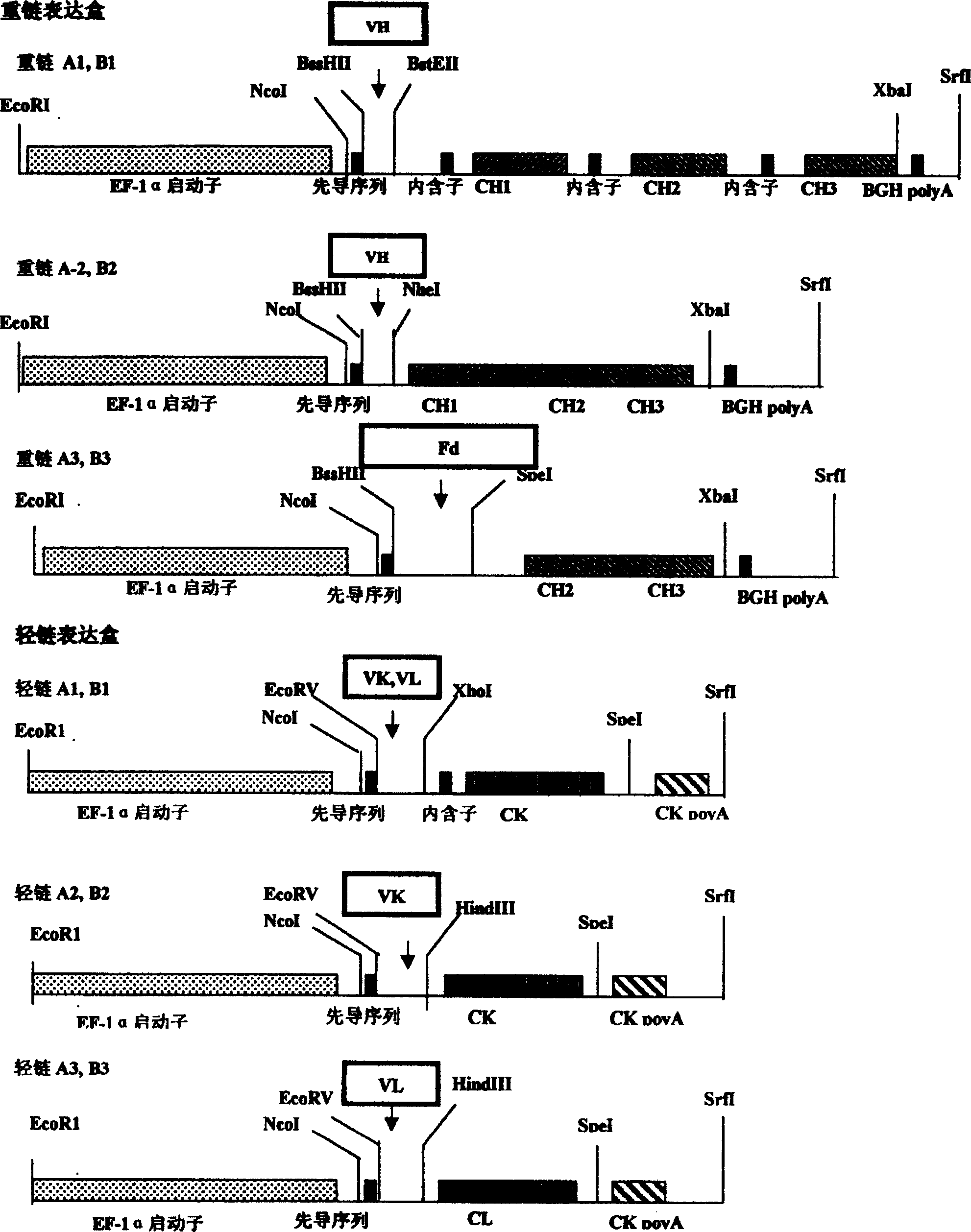 A group of efficient expression carriers for humanized antibody of mammal cell