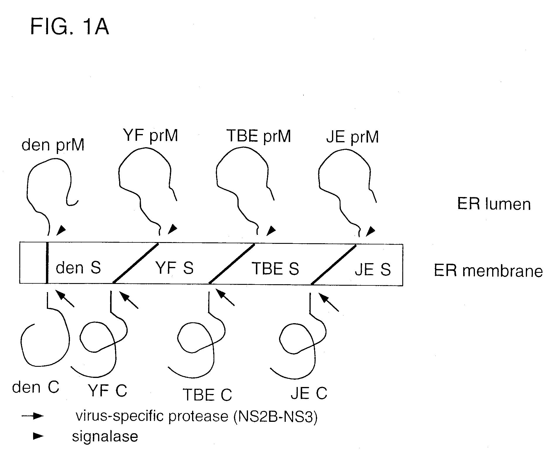 Chimeric flavivirus vaccines