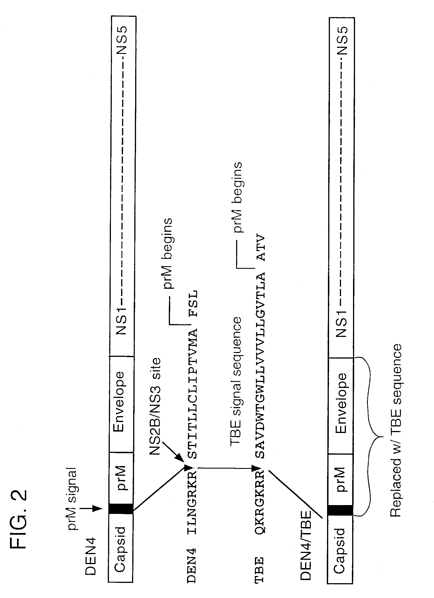 Chimeric flavivirus vaccines