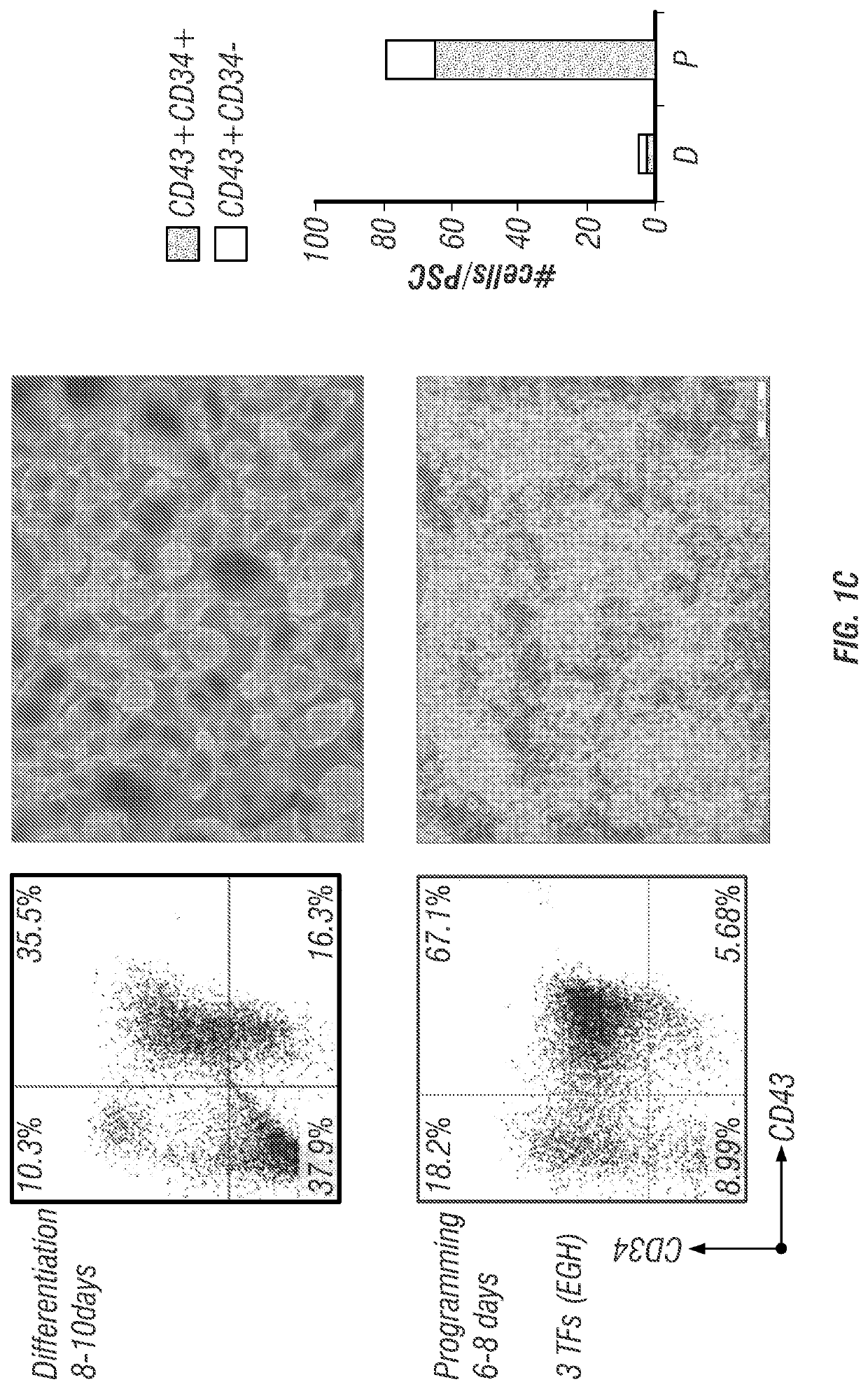 Antigen-specific immune effector cells