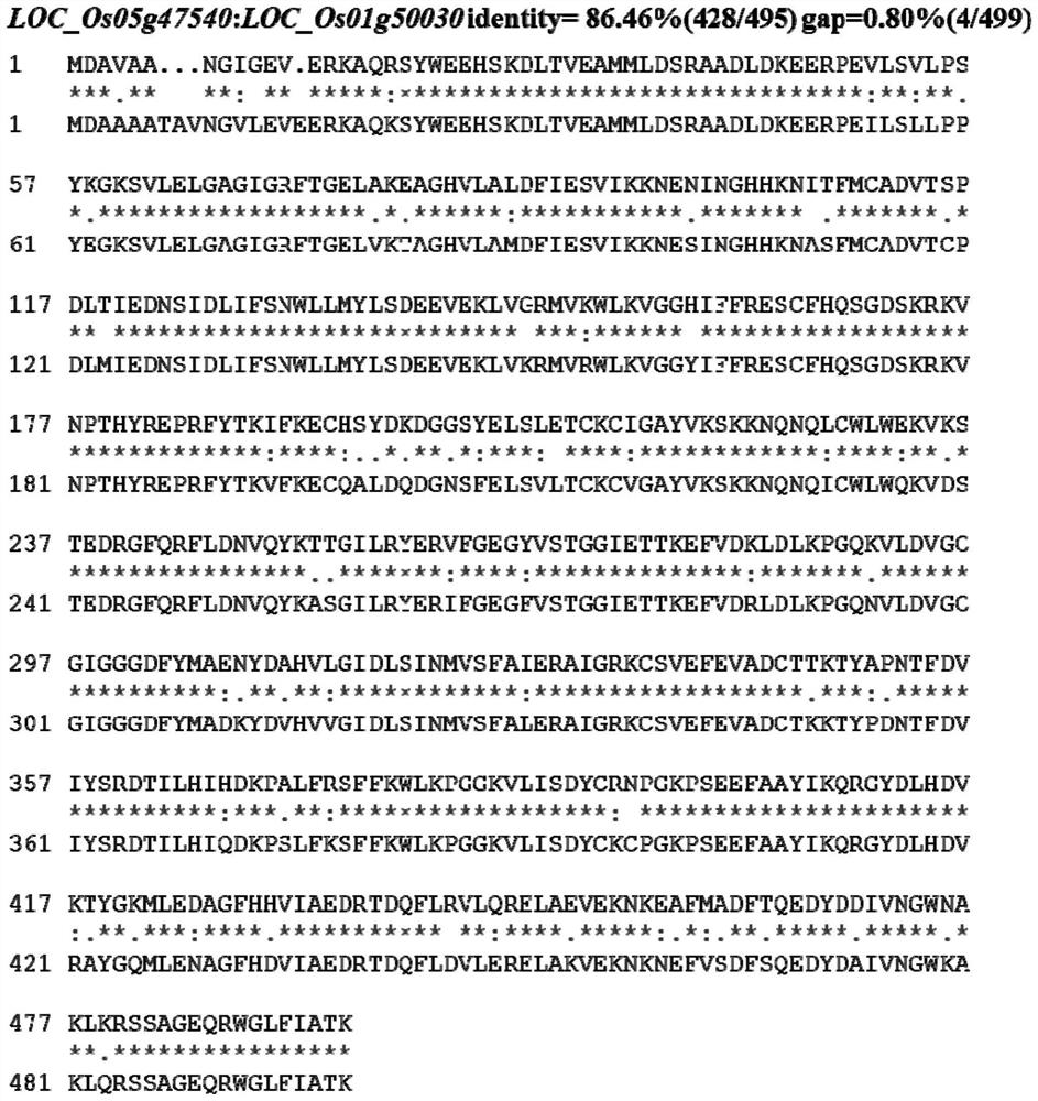 OsPEAMT2 gene for increasing heading stage maturing rate of rice under high-temperature stress as well as protein and application of OsPEAMT2 gene