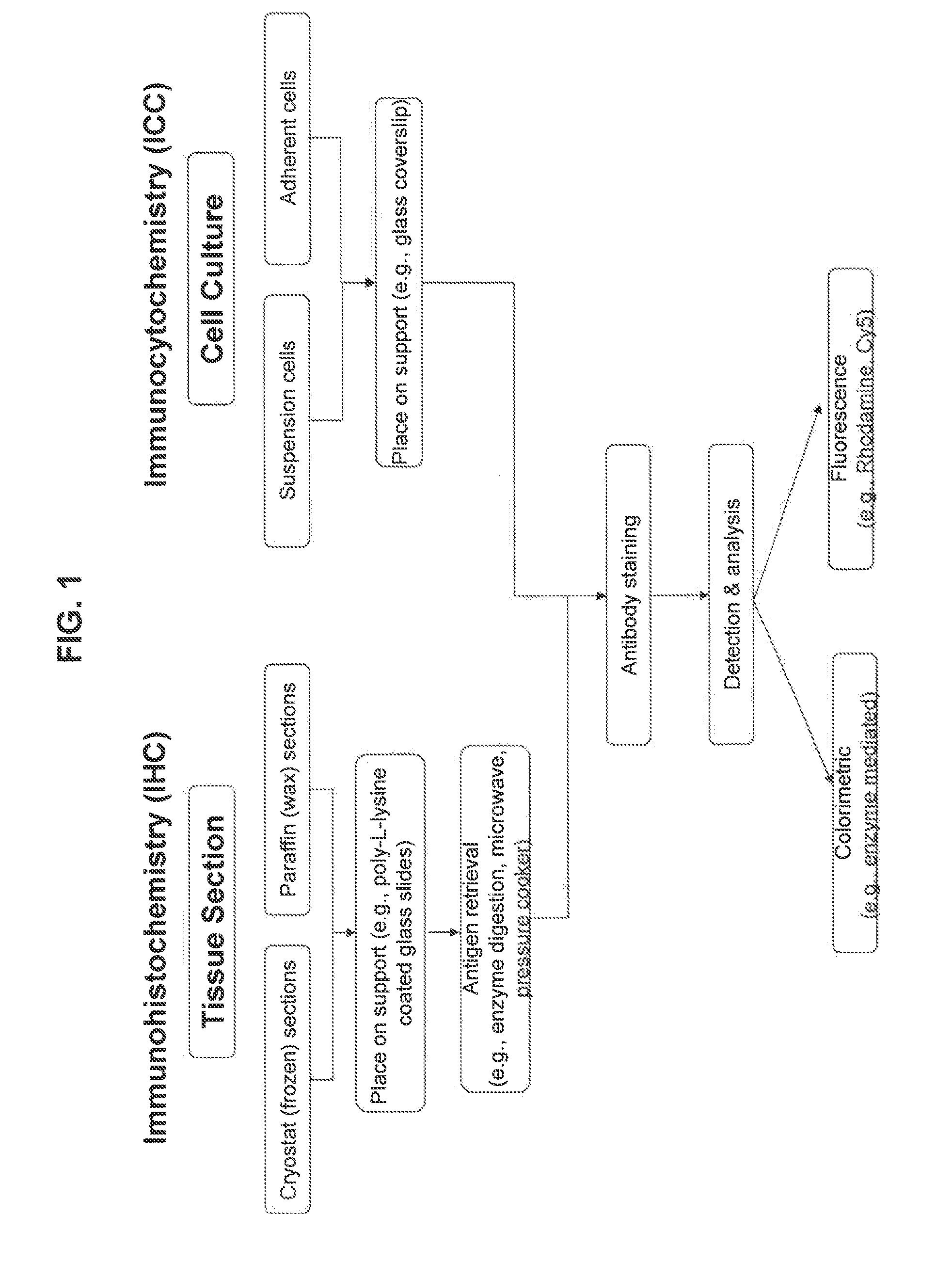 EGFR antigen-binding molecules and uses thereof