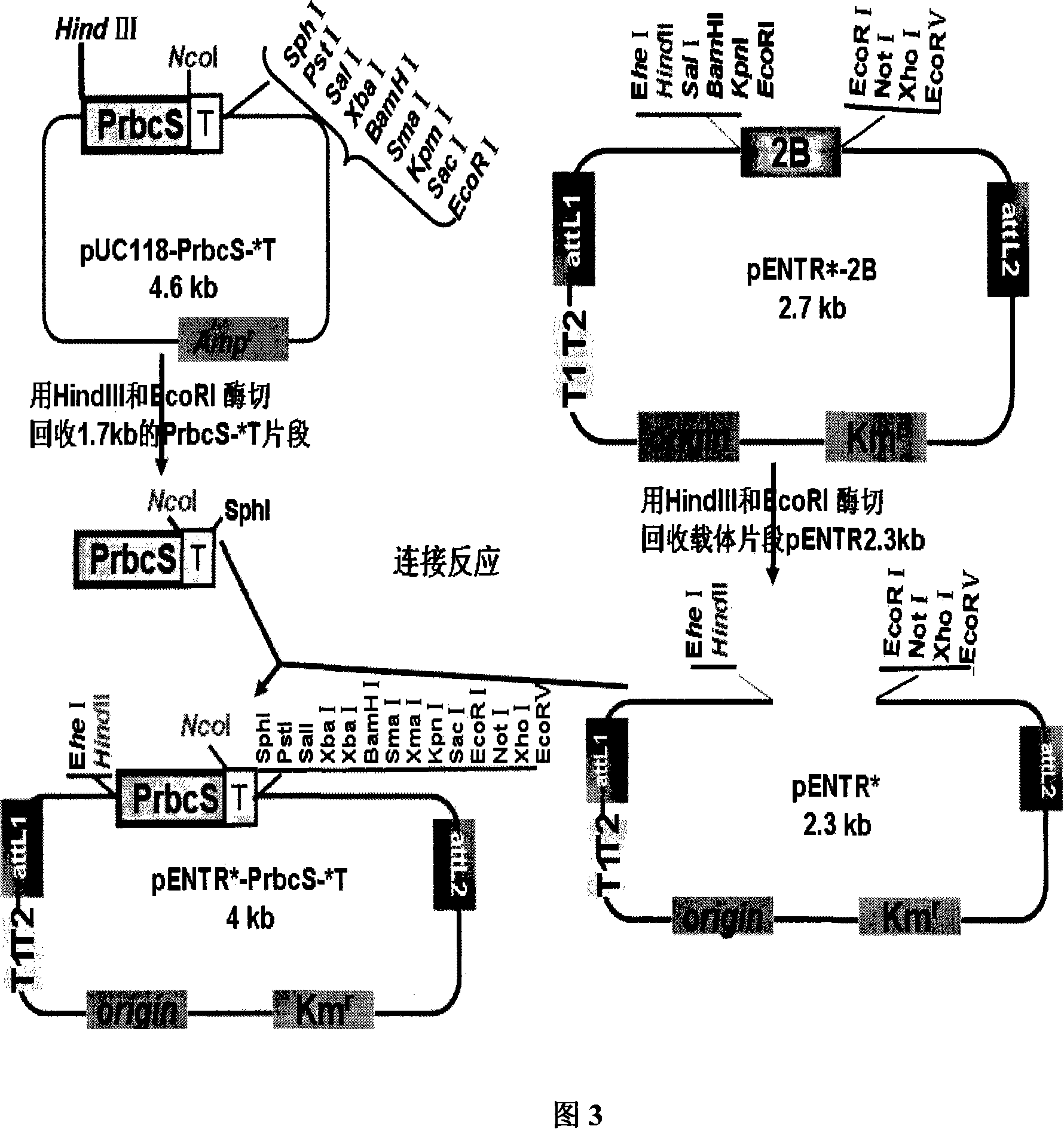 Plant expression vector for improving aluminum-tolerance of plant