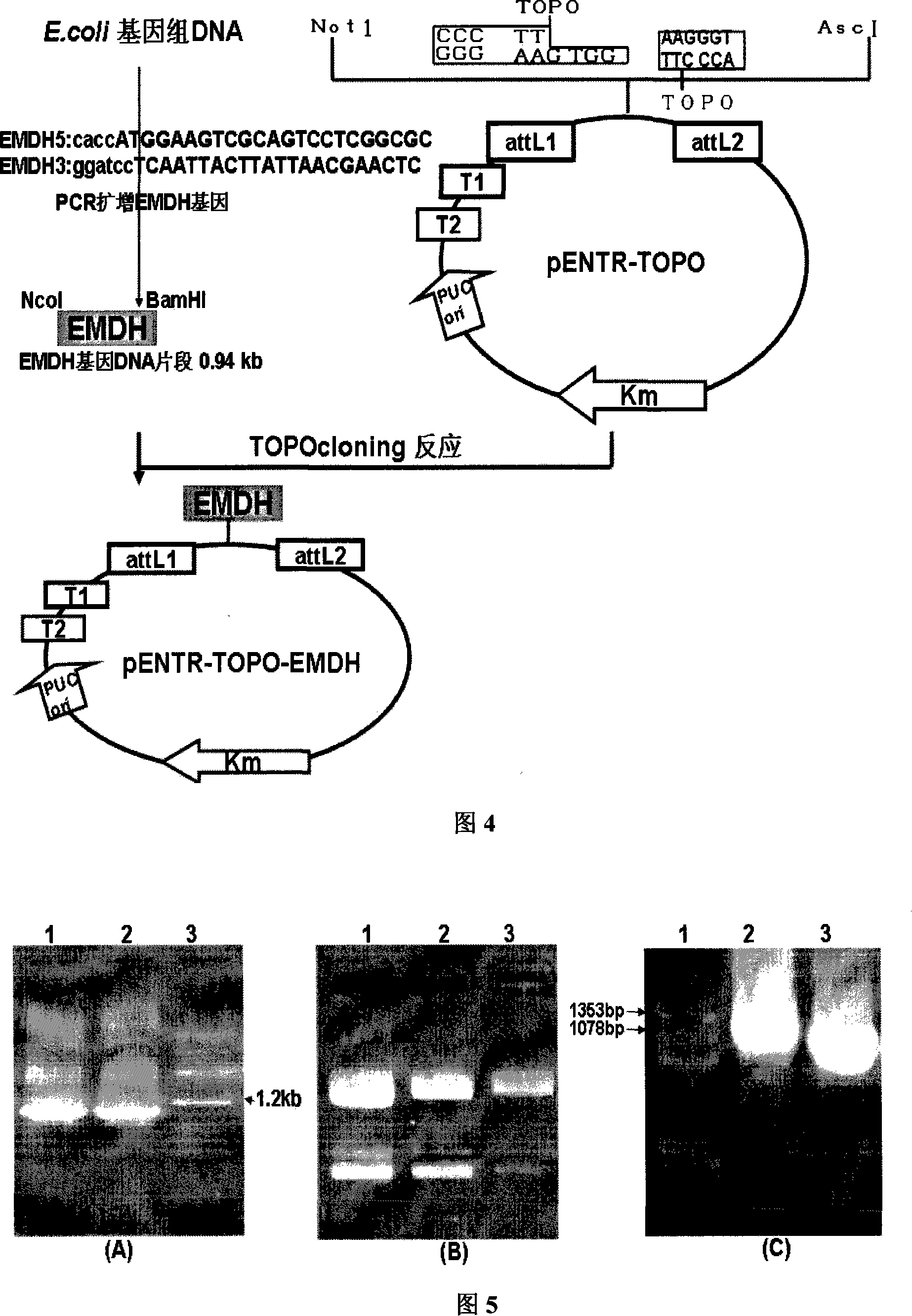 Plant expression vector for improving aluminum-tolerance of plant