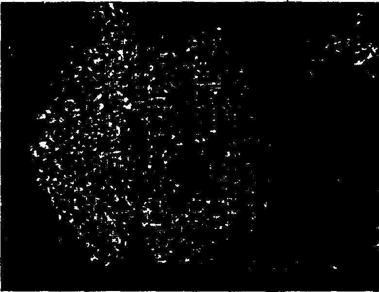 Titanium-nickel-carbon reacting spraying composite powder and preparation thereof