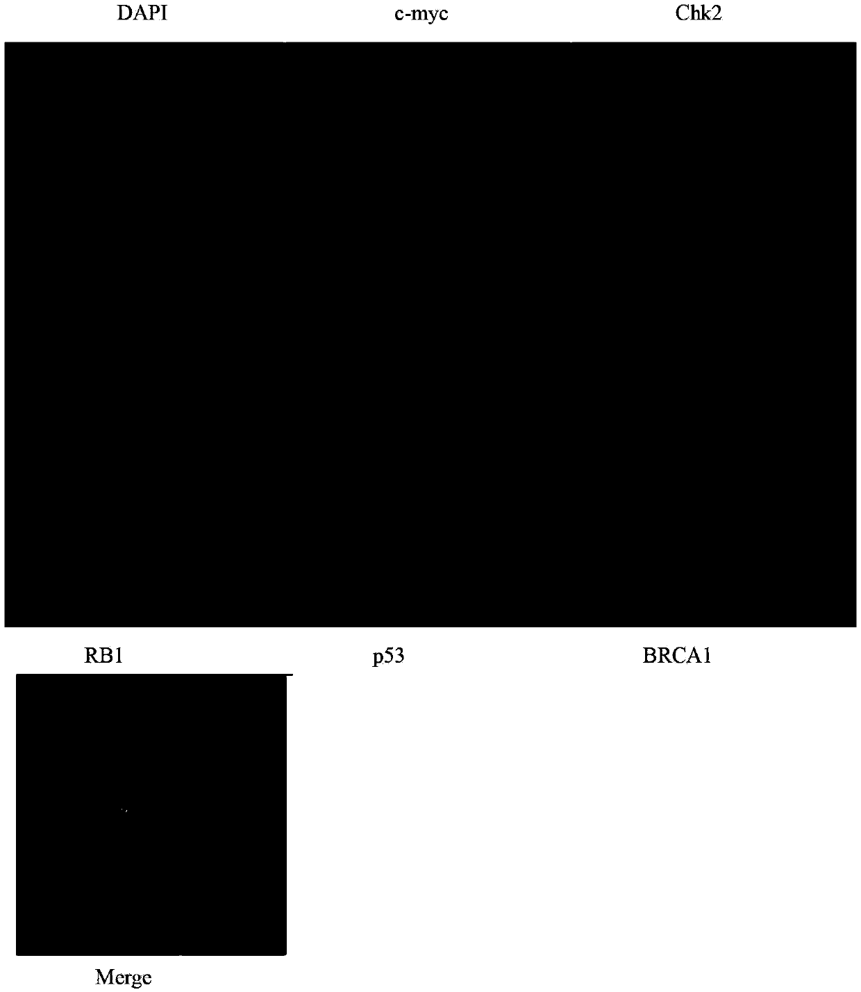 Gene probe composition and kit for detecting epithelial ovarian cancer