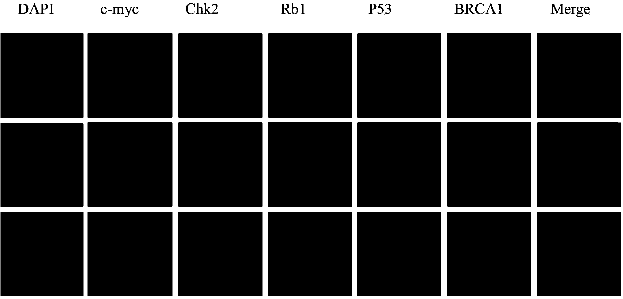 Gene probe composition and kit for detecting epithelial ovarian cancer