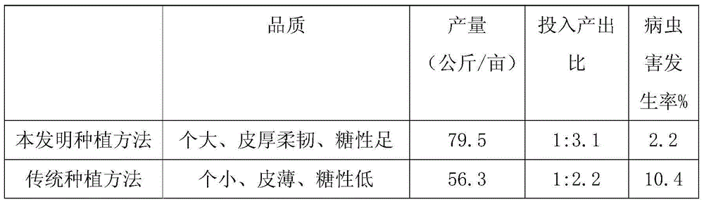 Standardized planting method for snakegourd fruit