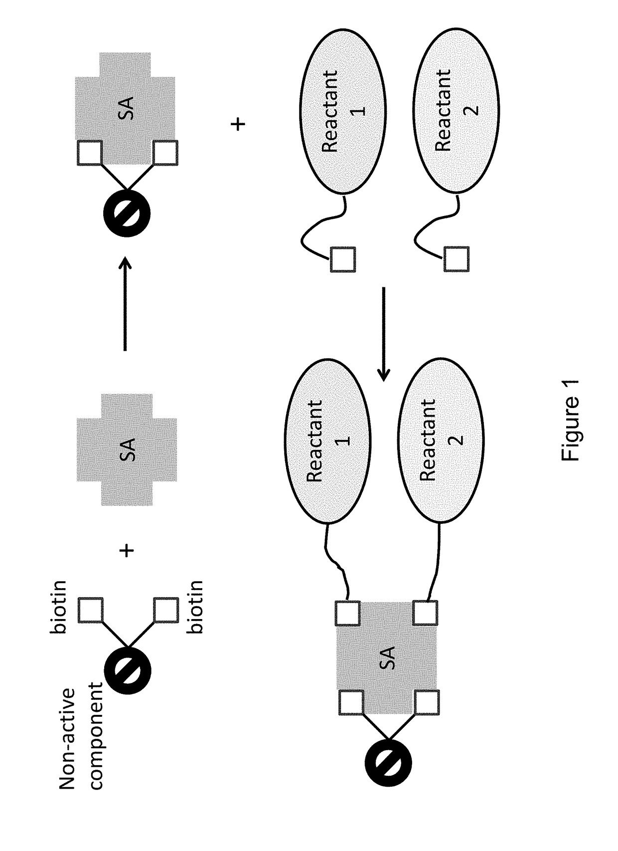 Bis-biotinylation tags