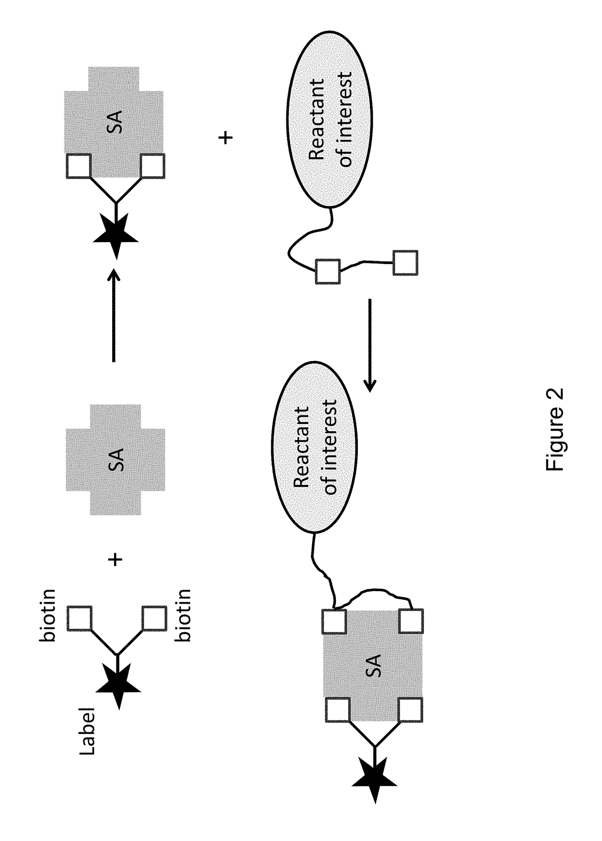 Bis-biotinylation tags