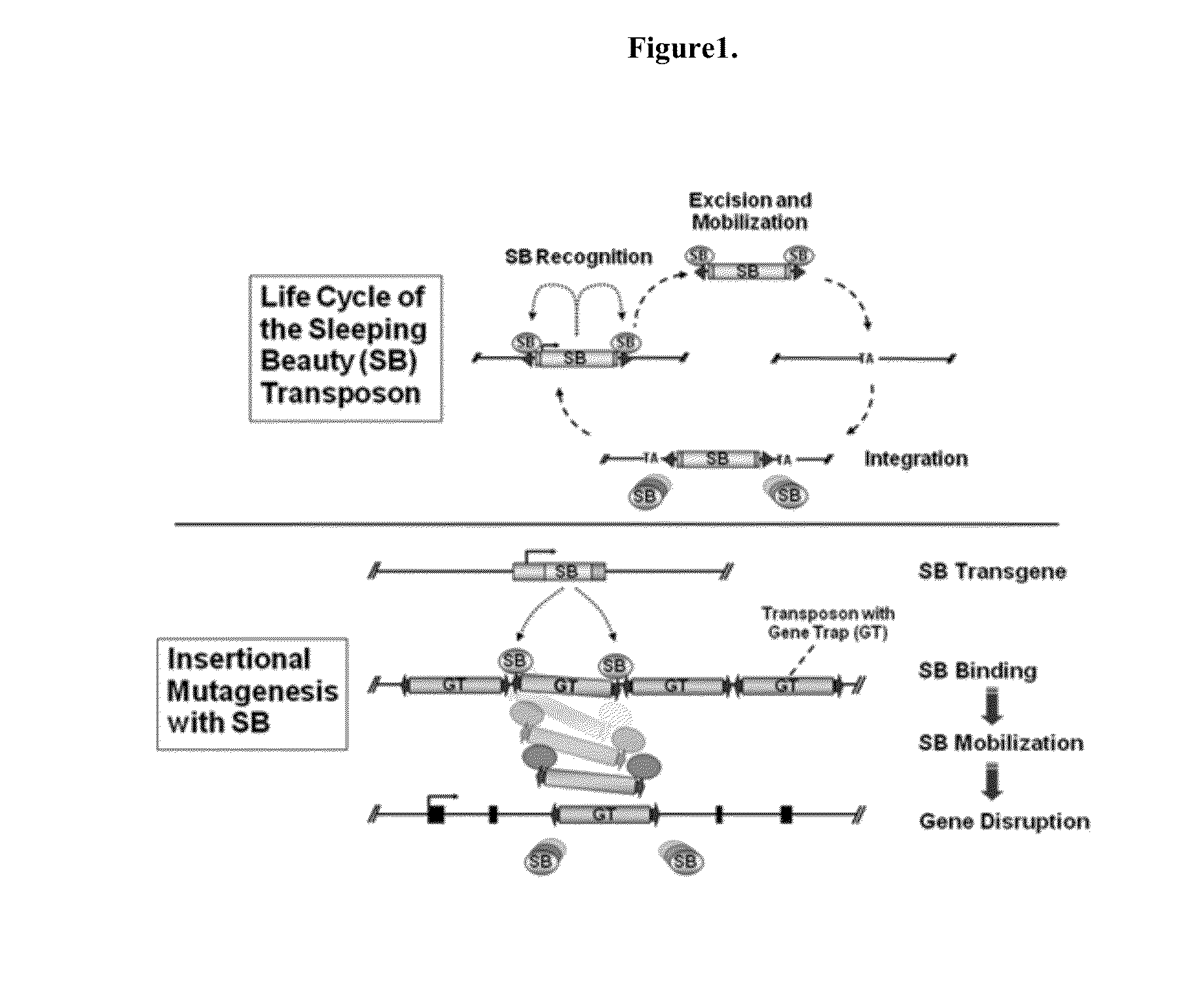 Genetically modified rat models for pharmacokinetics