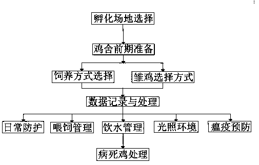 Feed used for white feather chicken cultivation, and raising method for white feather chicken cultivation