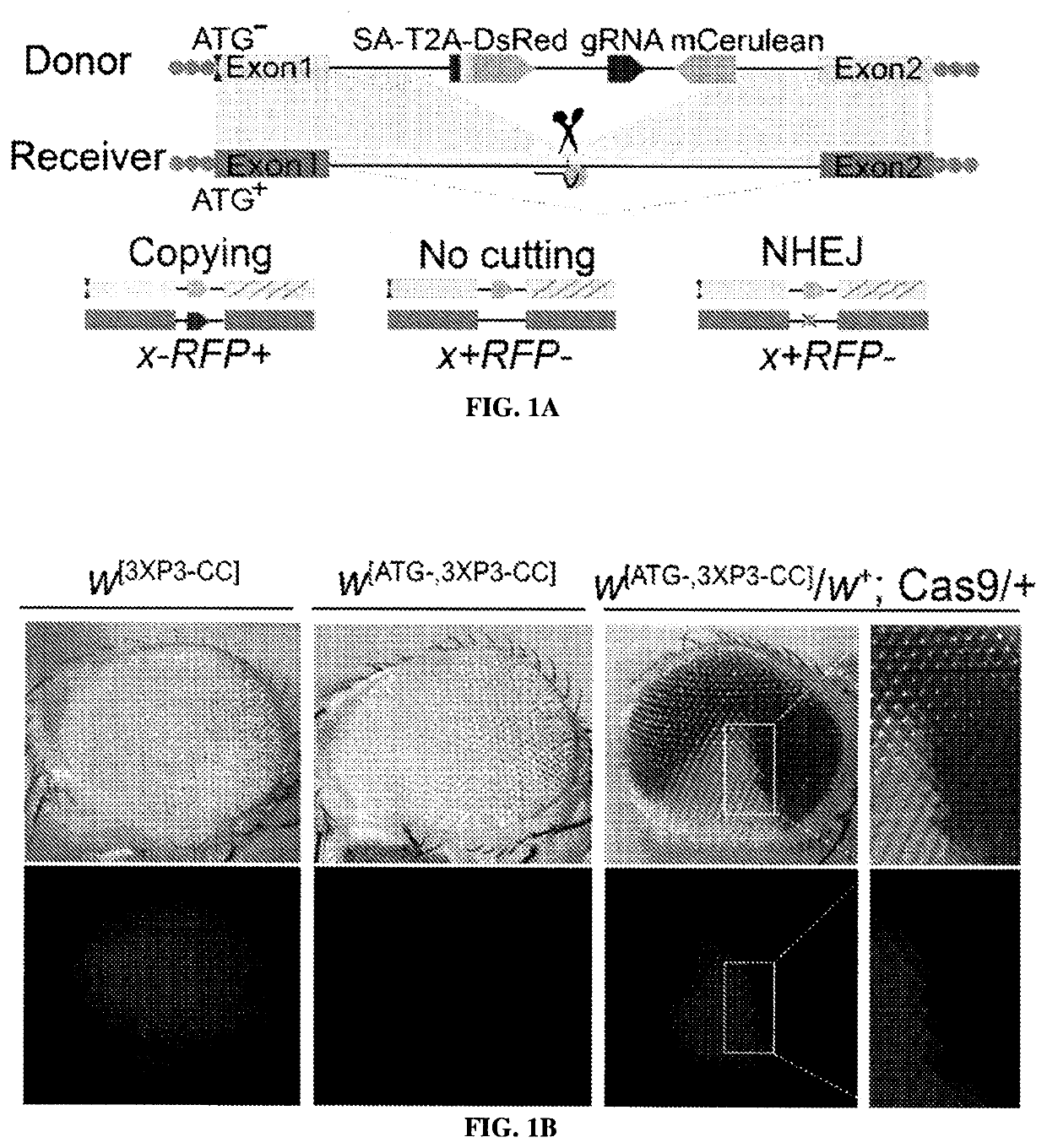 Systems and methods for performing and measuring homologous chromosome template repair