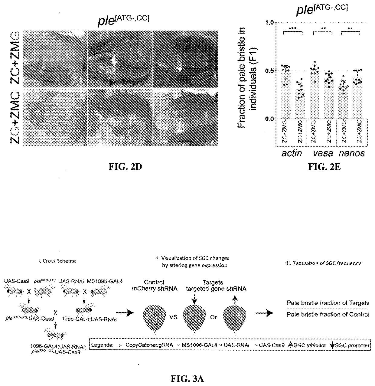 Systems and methods for performing and measuring homologous chromosome template repair