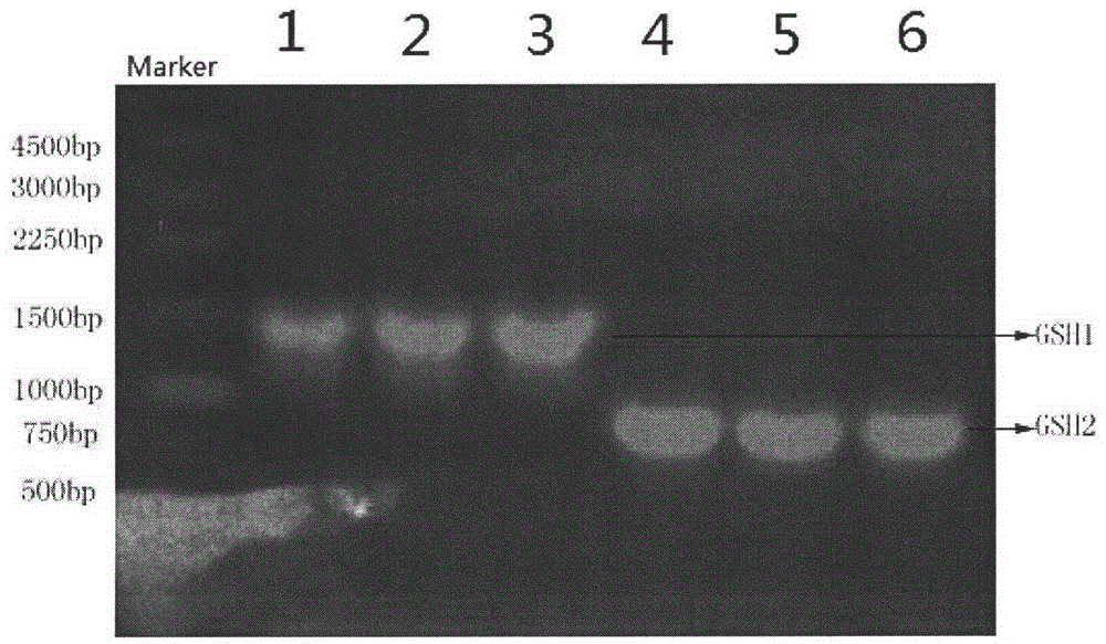 Feedback inhibition weakening method for producing glutathione by bacterial strains