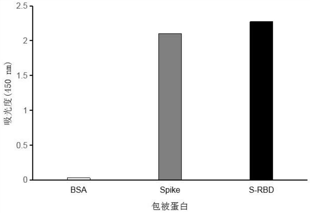 Monoclonal antibody against RBD region of novel coronavirus SARS-CoV-2 spike protein and application of monoclonal antibody