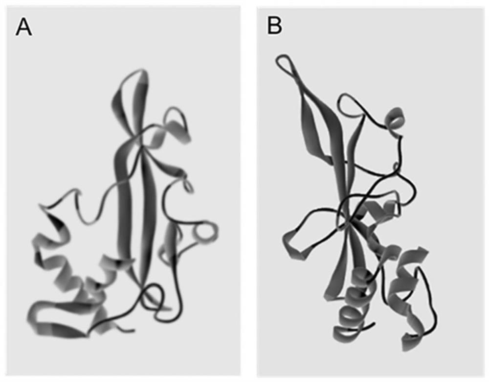 Application of exogenous ATG10S protein in preparation of antiviral drugs