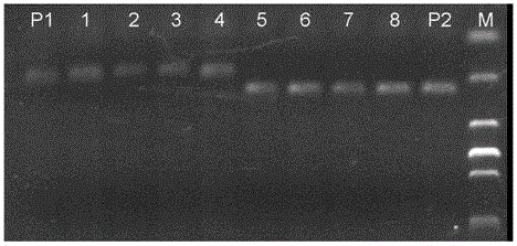 Two SNP markers in close linkage with cucumber powdery mildew resistance and application thereof