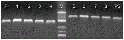 Two SNP markers in close linkage with cucumber powdery mildew resistance and application thereof