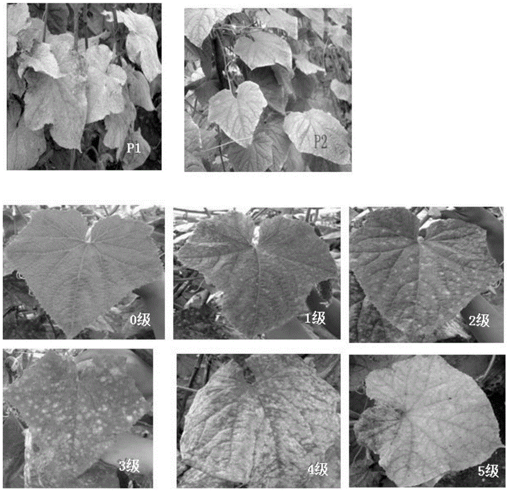 Two SNP markers in close linkage with cucumber powdery mildew resistance and application thereof