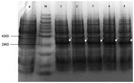 Gene engineering strain for expressing phycocyanobilin and constructing method and application thereof