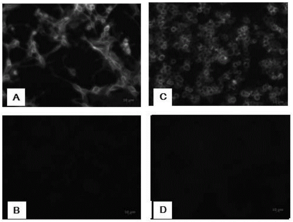 Anti-H9 subtype avian influenza virus monoclonal antibody, hybridoma cell strain and application of monoclonal antibody