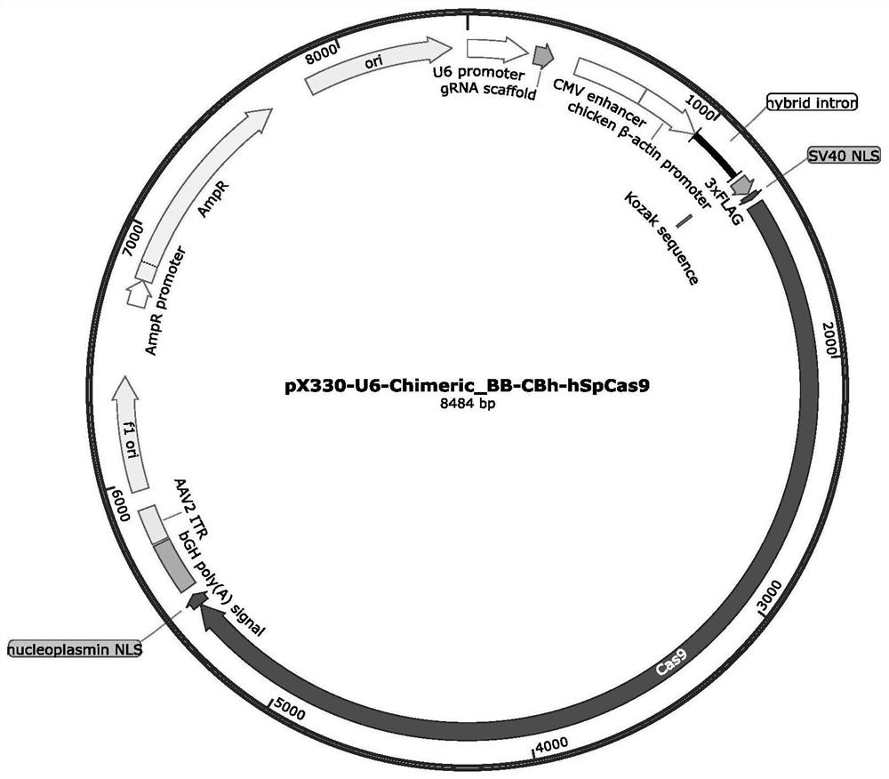 CRISPR/Cas9 system for constructing Leber congenital amaurosis cloned porcine nuclear donor cells and application of CRISPR/Cas9 system