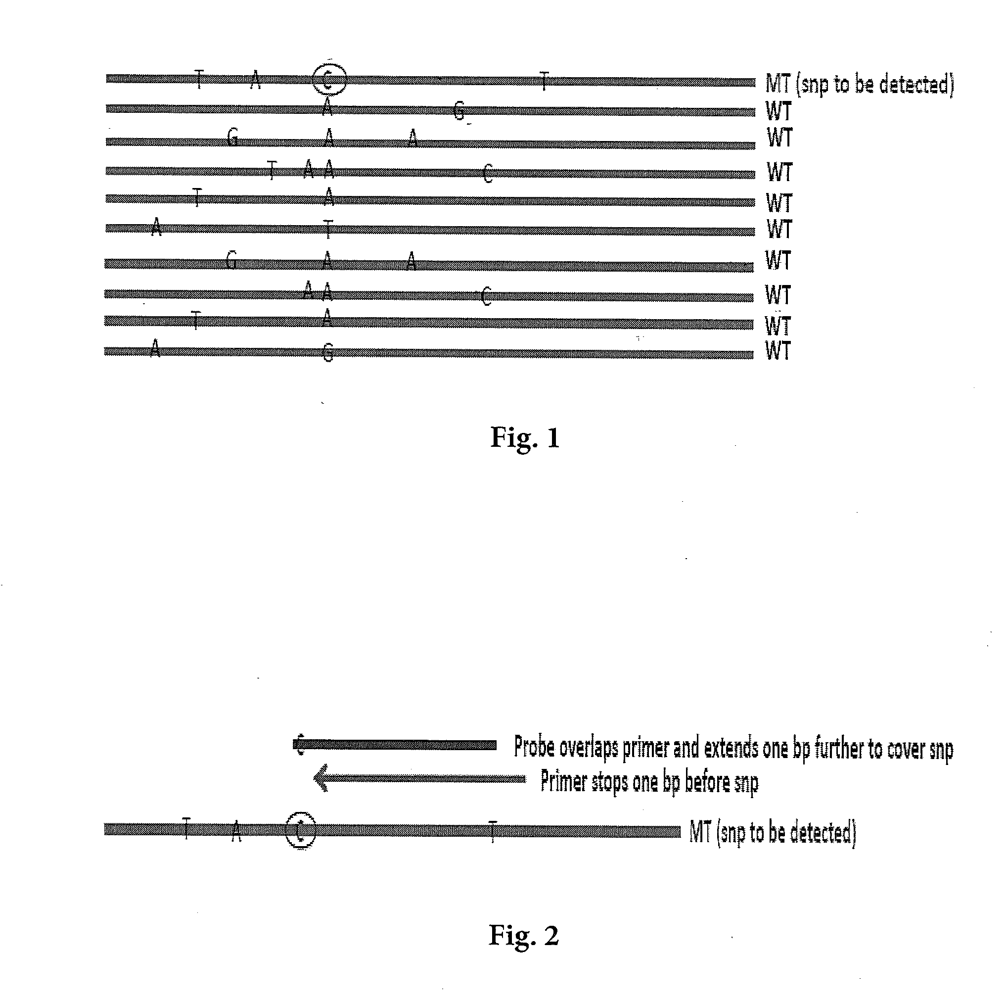 Detecting Single Nucleotide Polymorphism Using Overlapped Primer and Melting Probe