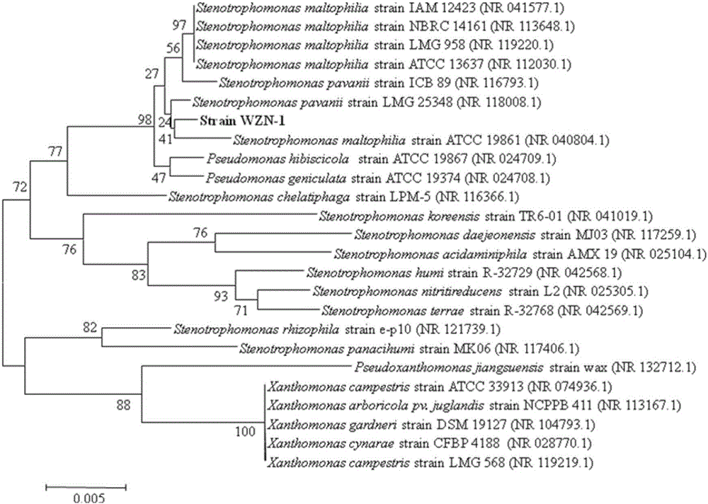 Screening and application of polybrominated diphenyl ethers (PBDEs) degrading bacterium