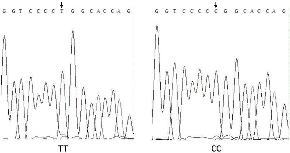 A method for auxiliary detection of pig intramuscular fat content traits and its special kit