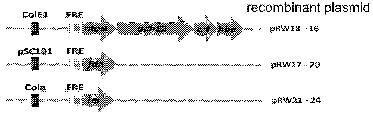 Butanol expression cassette, recombinant plasmid and butanol production related gene expression method