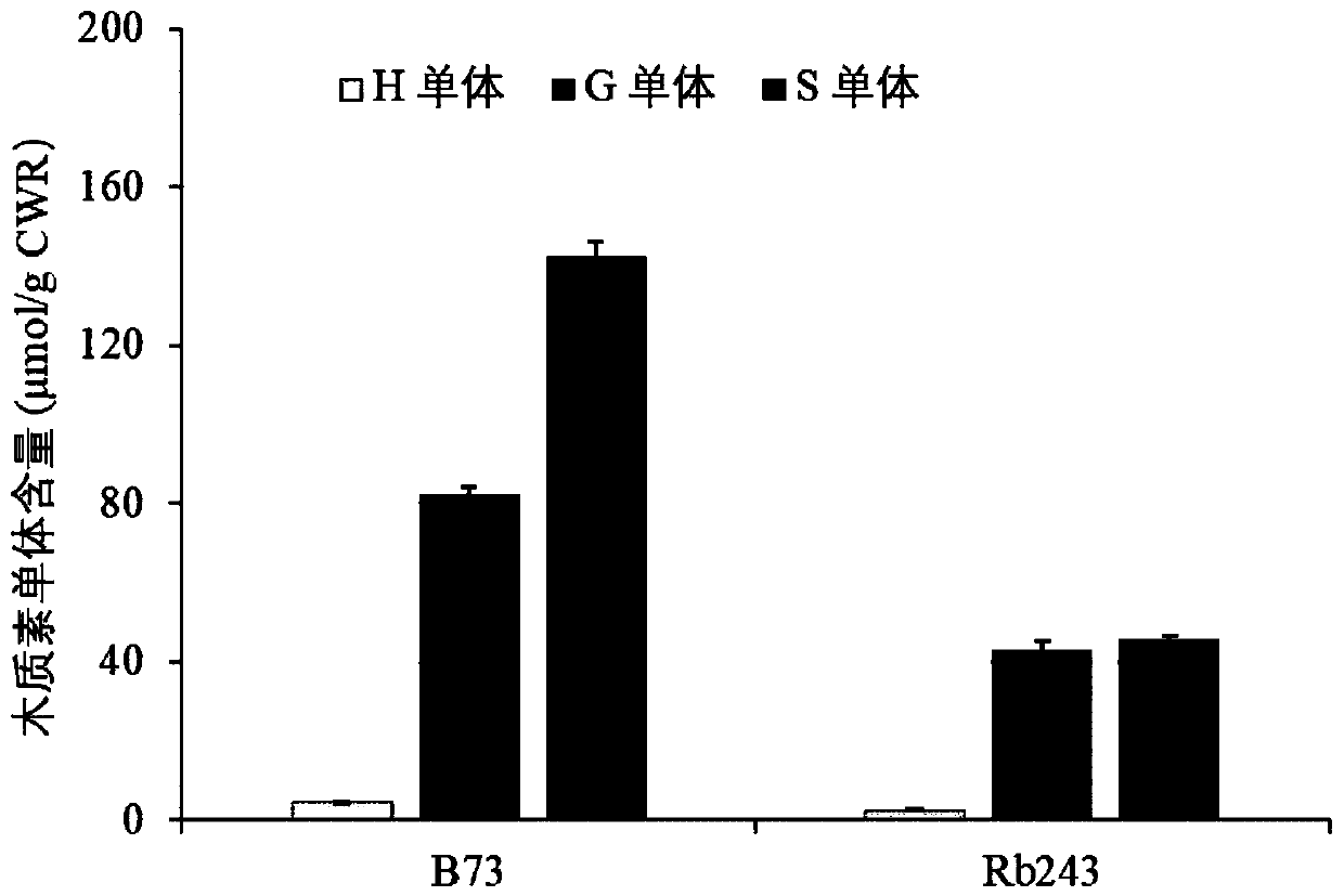 Corn bm1 gene mutant and molecular marker and application of gene