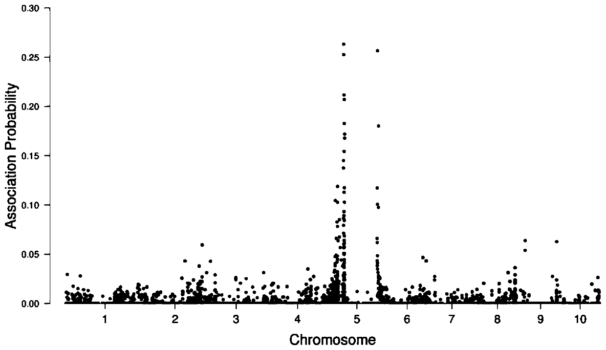 Corn bm1 gene mutant and molecular marker and application of gene