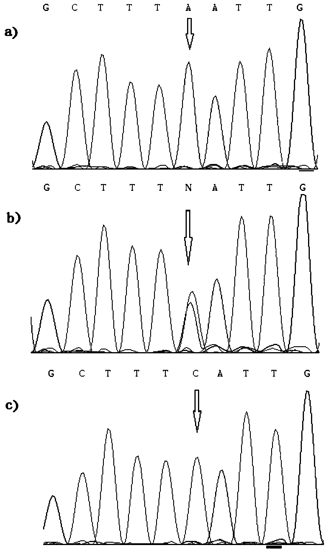 A method and application for detecting five-toed traits of Beijing chicken